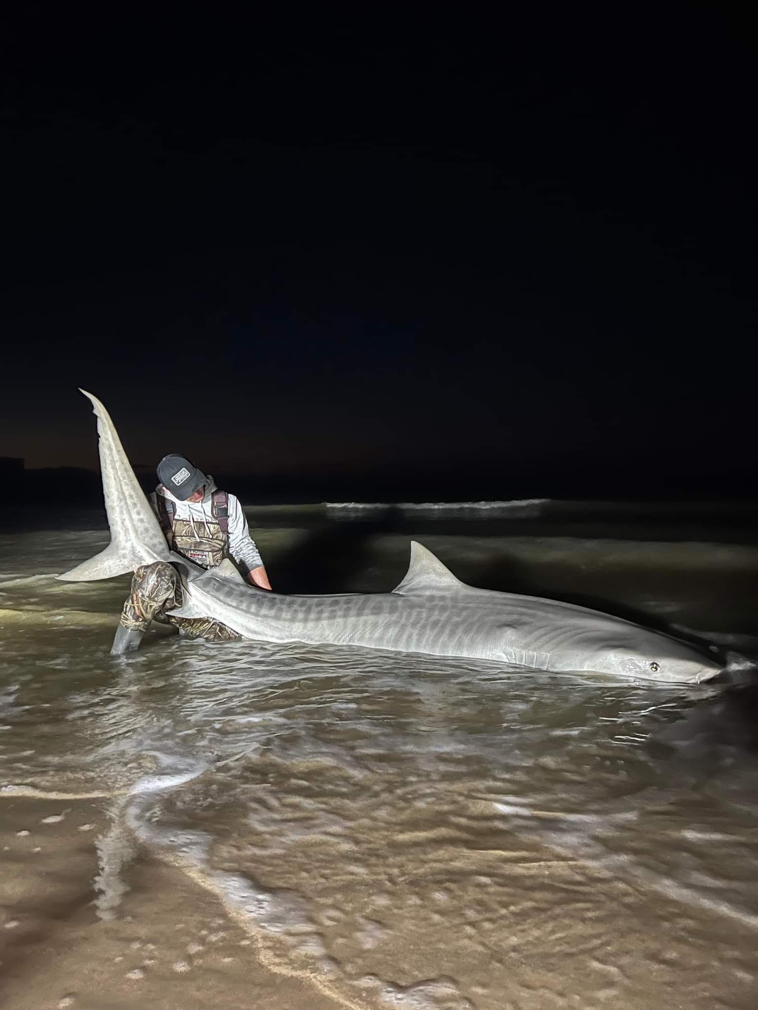 Underwater shot of a shark swimming away in crystal clear Gulf water