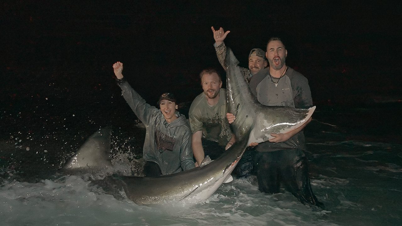 Massive tiger shark on the beach at night with handler