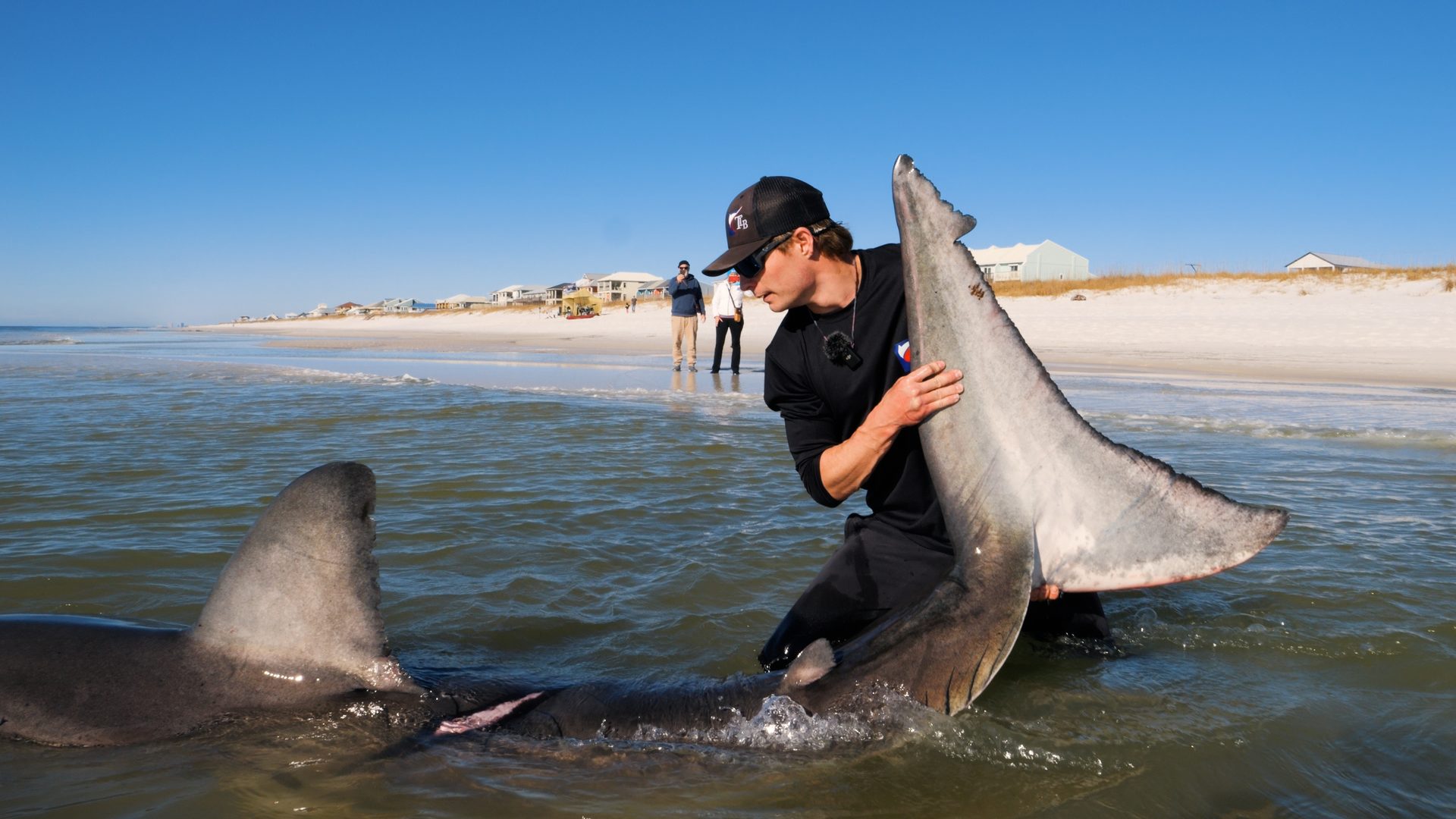 Holding a massive bull shark in the shallows during the day